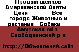 Продам щенков Американской Акиты › Цена ­ 25 000 - Все города Животные и растения » Собаки   . Амурская обл.,Свободненский р-н